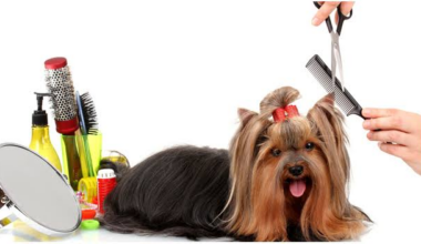 The Grooming Experience: What to Expect from Top-Notch Pet Grooming Services