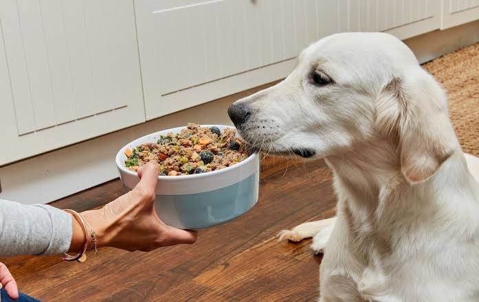 From Bladder Woes to Wellness: Finding the Right Dog Food for Urinary Health