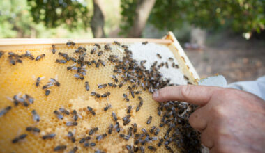 beehive requeening