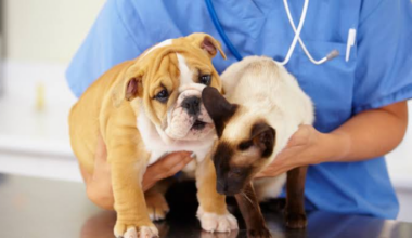 Choosing the Right Veterinary Hospital: A Comprehensive Guide for Pet Owners