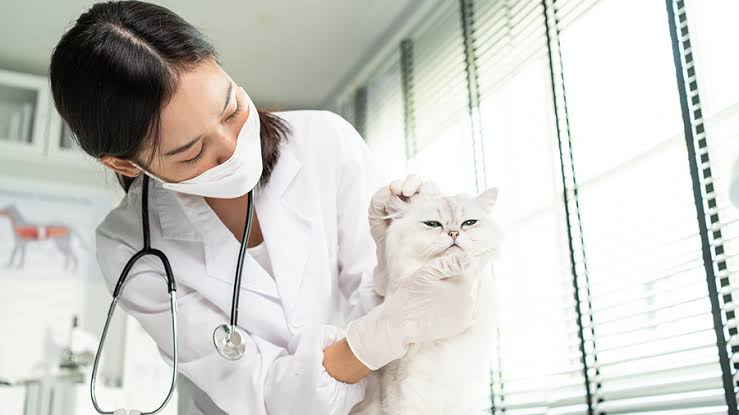 Choosing the Right Veterinary Hospital: A Comprehensive Guide for Pet Owners
