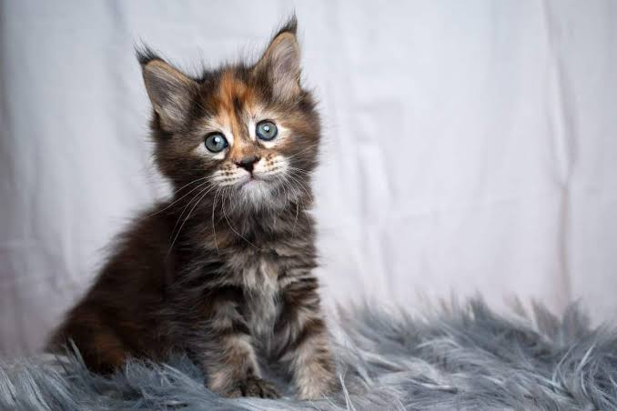 Maine coon cat for sale